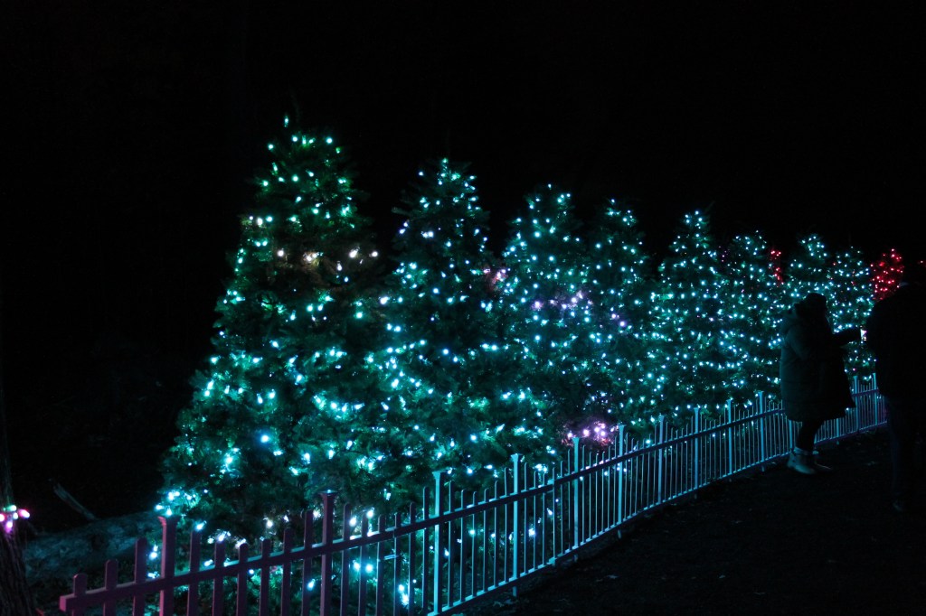 Day 20: 25 Days of Christmas Trees — Glenlore&nbsp;Trails