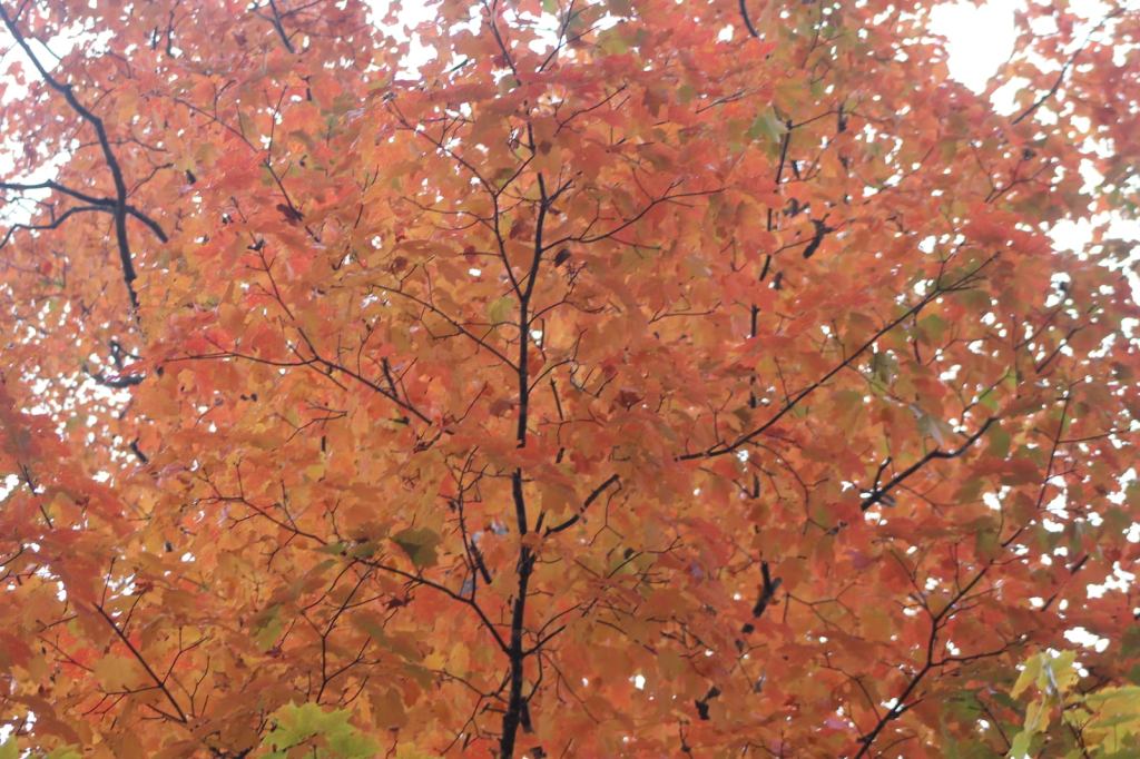 Fall Travel Tips: Making the Most of the&nbsp;Season