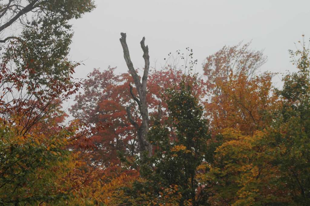 95 Fall Travel&nbsp;Hashtags